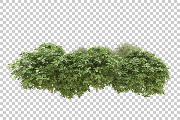 Foresta realistica isolata su sfondo trasparente illustrazione di rendering 3d