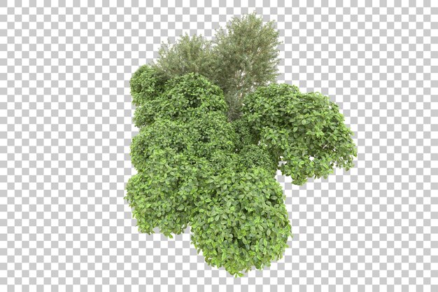 Foresta realistica isolata su sfondo trasparente illustrazione di rendering 3d