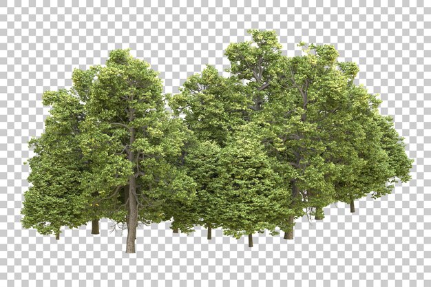 Foresta realistica isolata su sfondo trasparente illustrazione di rendering 3d