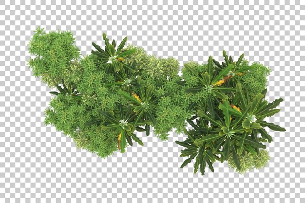 Foresta realistica isolata su sfondo trasparente illustrazione di rendering 3d