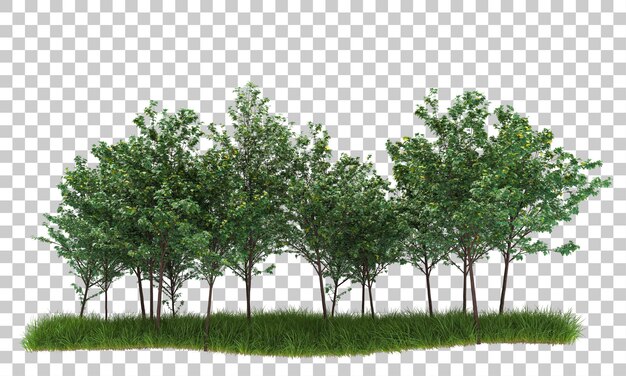 Foresta su sfondo trasparente 3d rendering illustrazione