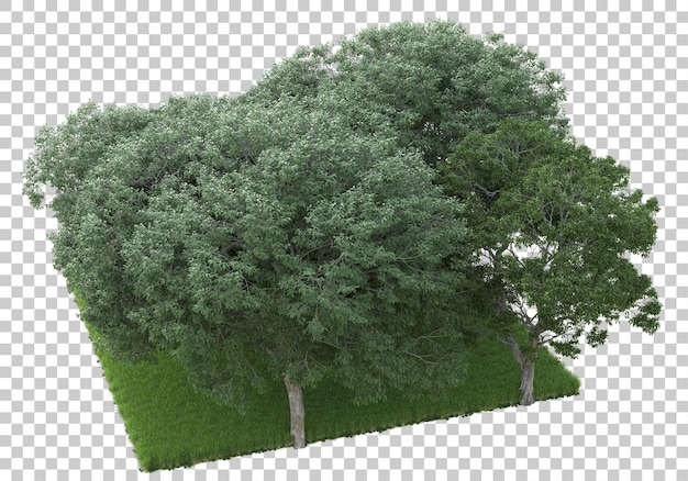 Foresta su sfondo trasparente 3d rendering illustrazione