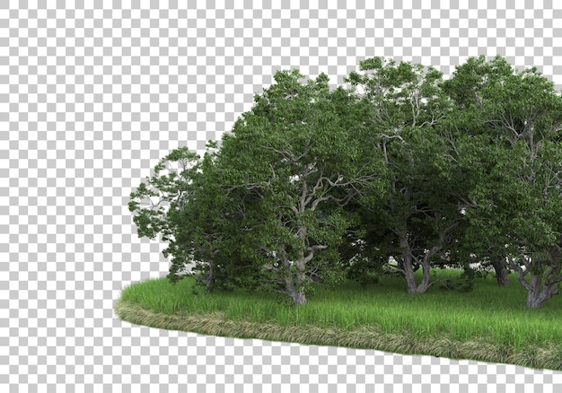 Foresta su sfondo trasparente 3d rendering illustrazione