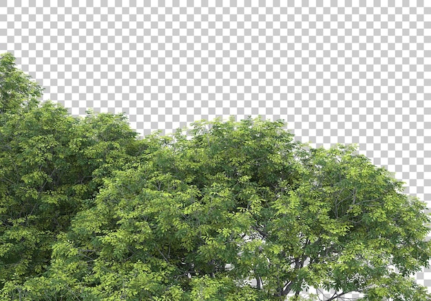 Foresta su sfondo trasparente 3d rendering illustrazione