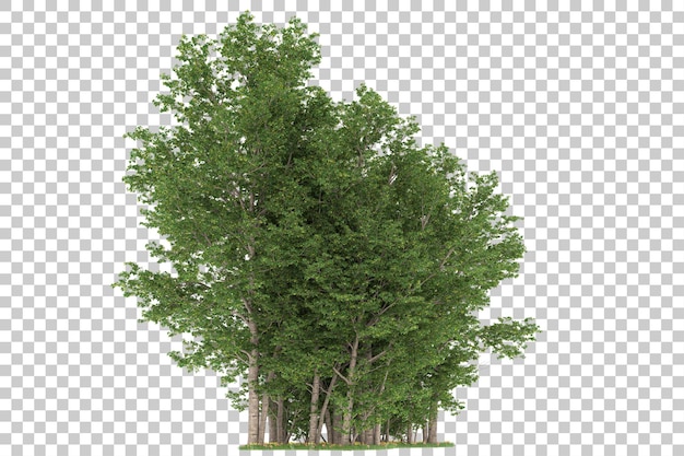 Foresta su sfondo trasparente. rendering 3D - illustrazione