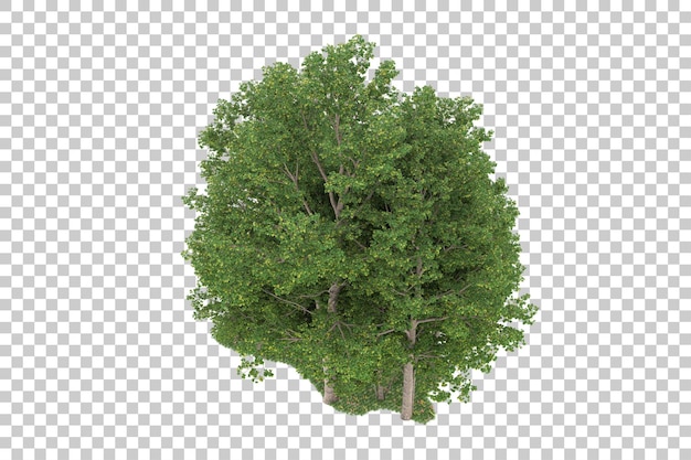 Foresta su sfondo trasparente. rendering 3D - illustrazione