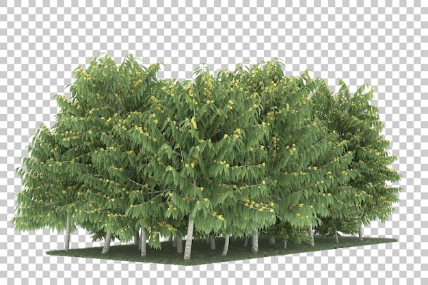 Foresta su sfondo trasparente. rendering 3D - illustrazione