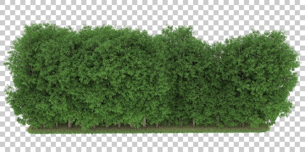 Foresta su sfondo trasparente. rendering 3D - illustrazione