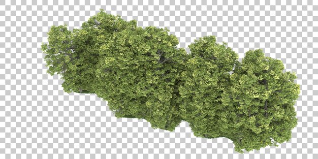 Foresta su sfondo trasparente. rendering 3D - illustrazione