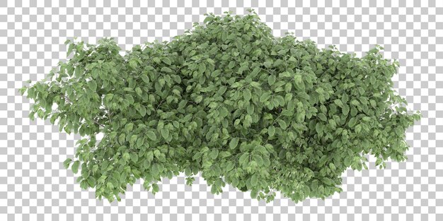 Foresta su sfondo trasparente. rendering 3D - illustrazione