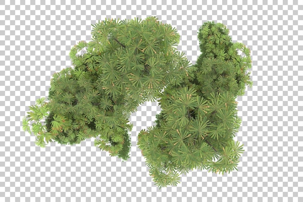 Foresta tropicale isolata su sfondo trasparente 3d rendering illustrazione