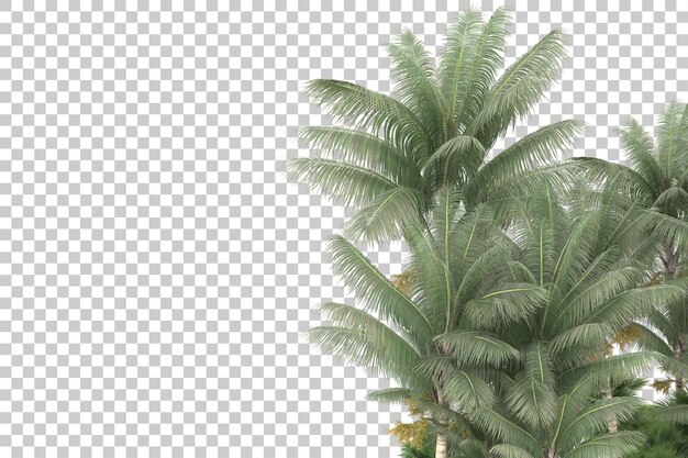 Foresta tropicale isolata su sfondo trasparente 3d rendering illustrazione