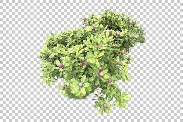 Foresta tropicale isolata su sfondo trasparente 3d rendering illustrazione