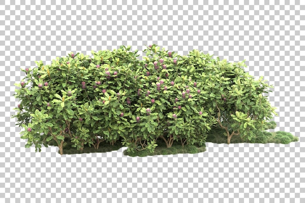 Foresta tropicale isolata su sfondo trasparente 3d rendering illustrazione