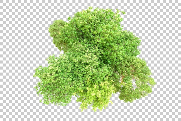 Foresta verde isolata su sfondo trasparente illustrazione di rendering 3d