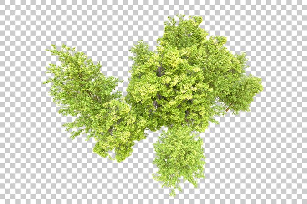 Foresta verde isolata su sfondo trasparente illustrazione di rendering 3d