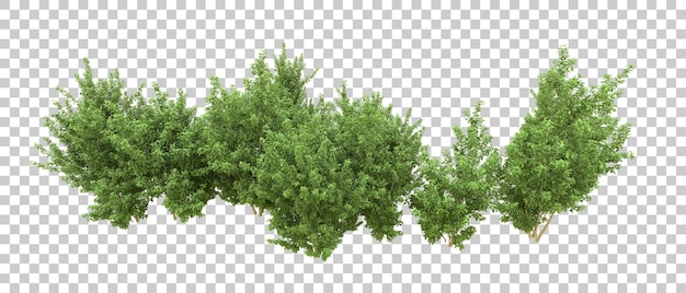 Foresta verde isolata sullo sfondo illustrazione di rendering 3D