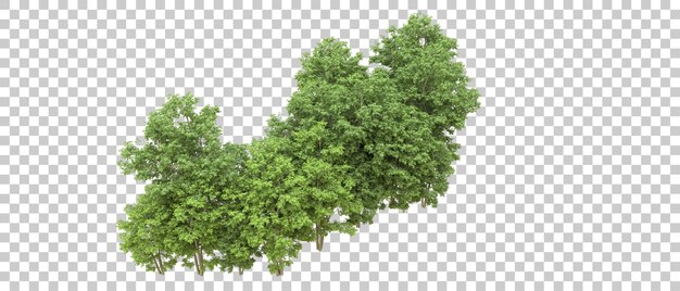 Foresta verde isolata sullo sfondo illustrazione di rendering 3D