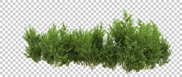Foresta verde isolata sullo sfondo illustrazione di rendering 3D