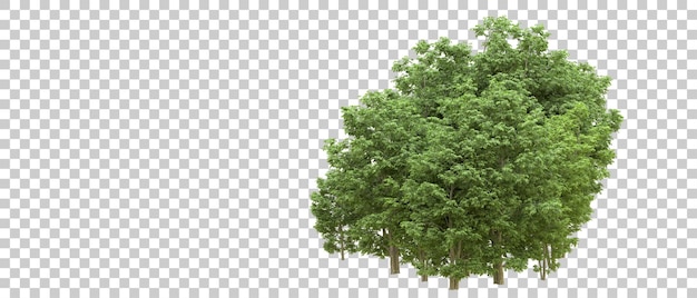 Foresta verde isolata sullo sfondo illustrazione di rendering 3D