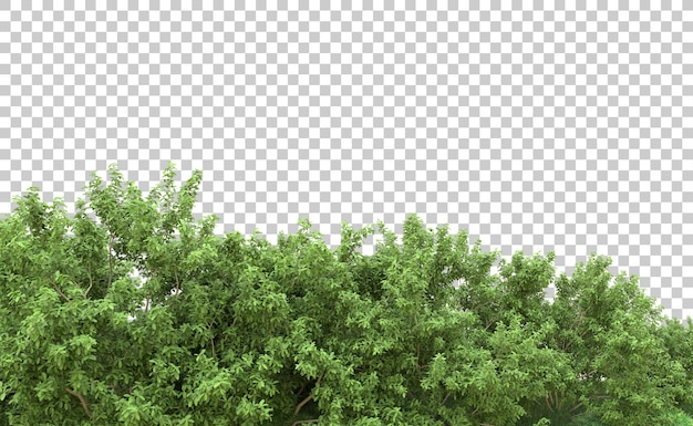 Foresta verde isolata sullo sfondo illustrazione di rendering 3D