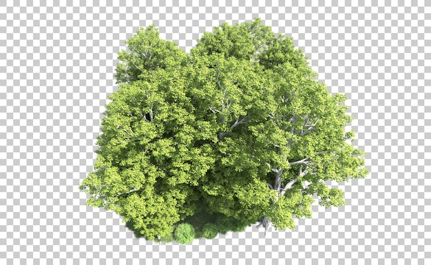 Foresta verde isolata sullo sfondo illustrazione di rendering 3D