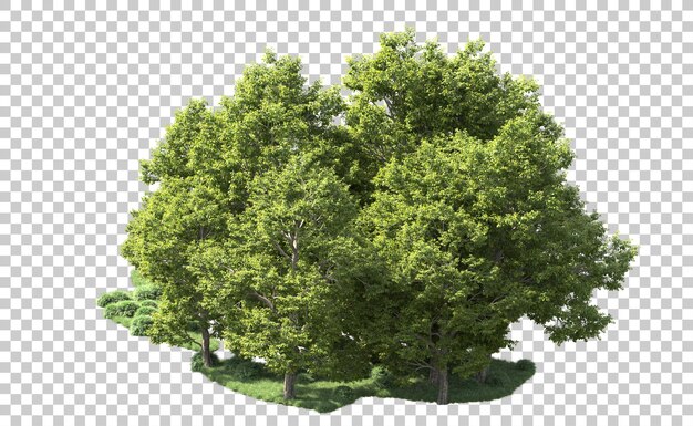 Foresta verde isolata sullo sfondo illustrazione di rendering 3D