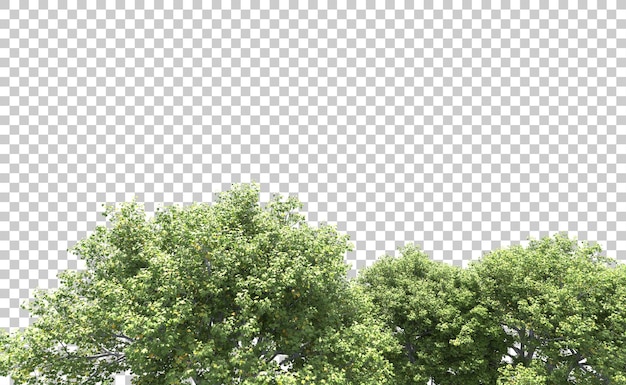 Foresta verde isolata sullo sfondo illustrazione di rendering 3D