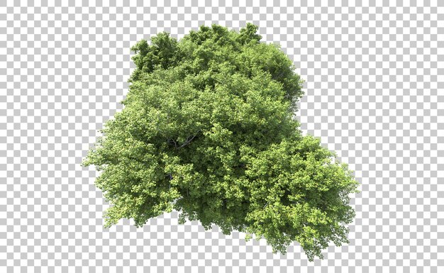 Foresta verde isolata sullo sfondo illustrazione di rendering 3D