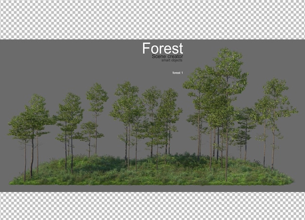Foreste con molti alberi e piante