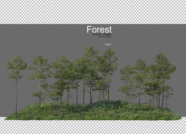 Foreste con molti alberi e piante