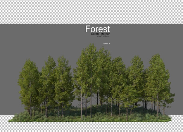 Foreste con molti alberi e piante