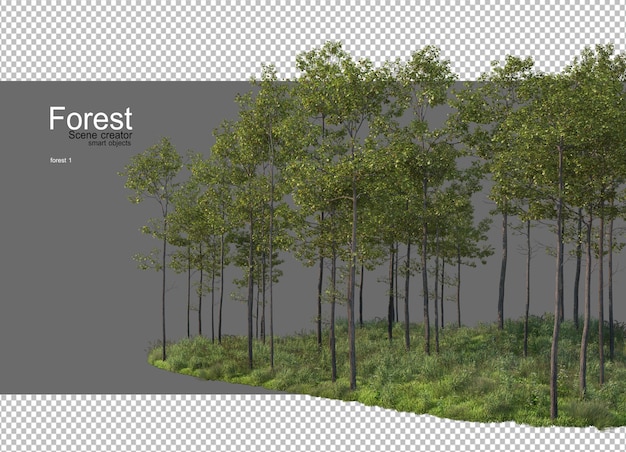 Foreste con molti alberi e piante