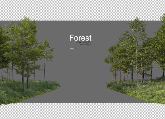 Foreste con molti alberi e piante