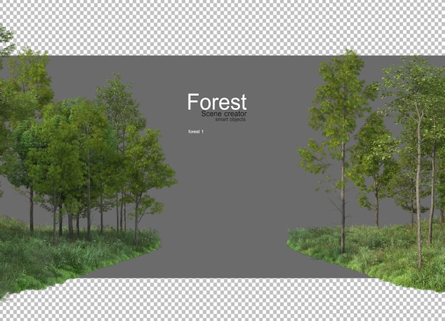 Foreste con molti alberi e piante