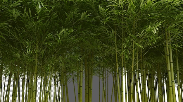 Forêt de bambou sur fond transparent rendu PNG 3D