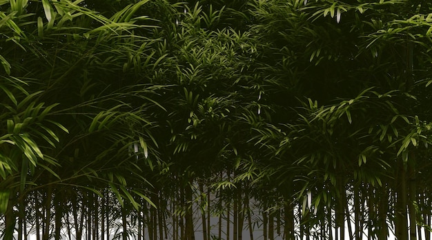 Forêt de bambou sur fond transparent rendu PNG 3D