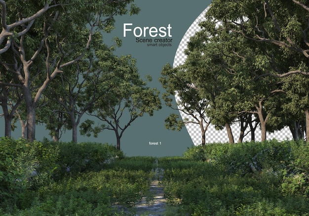 Forêt avec divers types d'arbres