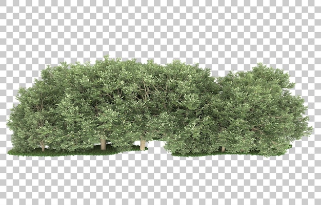 Forêt Sur Fond Transparent. Rendu 3d - Illustration