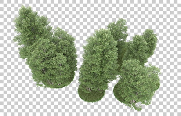 Forêt Sur Fond Transparent. Rendu 3d - Illustration