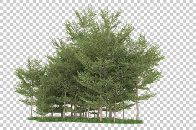 Forêt sur fond transparent. rendu 3d - illustration