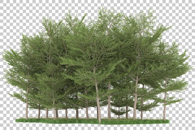 Forêt Sur Fond Transparent. Rendu 3d - Illustration