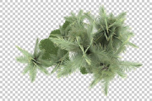 PSD forêt tropicale isolée sur un fond transparent illustration de rendu 3d