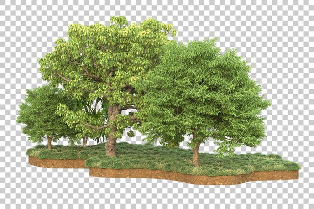 Forêt Tropicale Isolée Sur Fond Transparent Illustration De Rendu 3d