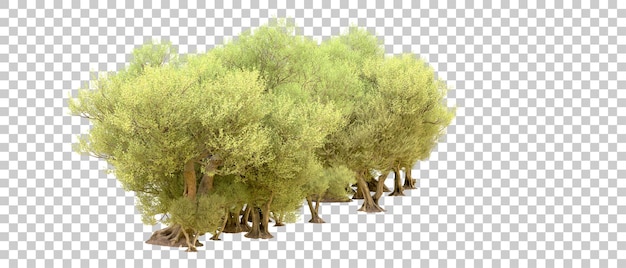 PSD forêt verte isolée sur l'arrière-plan illustration de rendu 3d