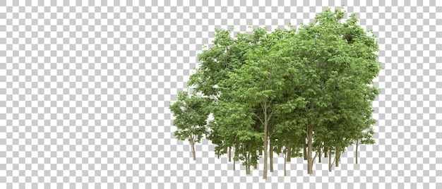 PSD forêt verte isolée sur fond illustration de rendu 3d