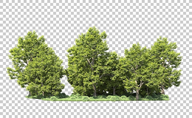 Forêt Verte Isolée Sur Le Fond Illustration De Rendu 3d