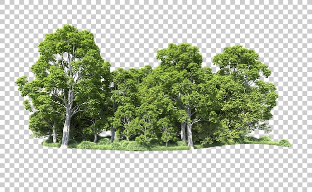 PSD forêt verte isolée sur le fond illustration de rendu 3d