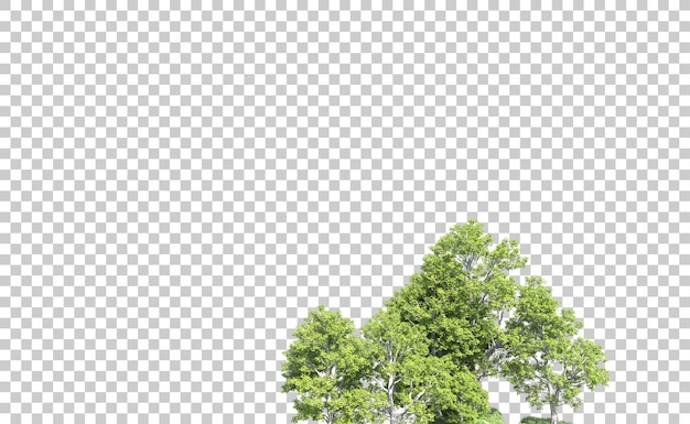 PSD forêt verte isolée sur le fond illustration de rendu 3d