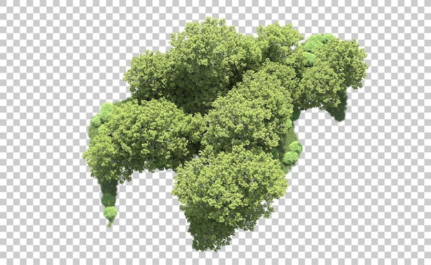 Forêt Verte Isolée Sur Le Fond Illustration De Rendu 3d